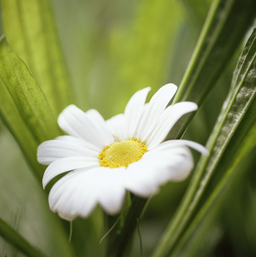 Nature Photograph - Common Daisy (bellis Perennis) by Cristina Pedrazzini