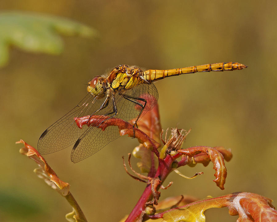 Common Darter 2 Photograph by Paul Scoullar