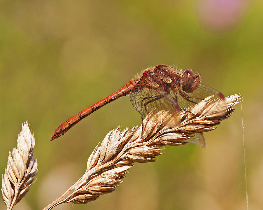 Common Darter Photograph by Paul Scoullar