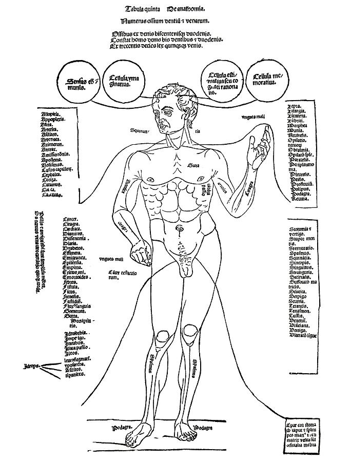 Disease Photograph - Common Diseases, 15th Century Diagram by Sheila Terry