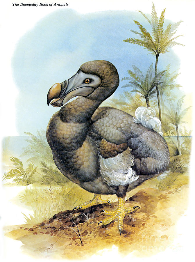 Common Dodo Photograph by Photo Researchers