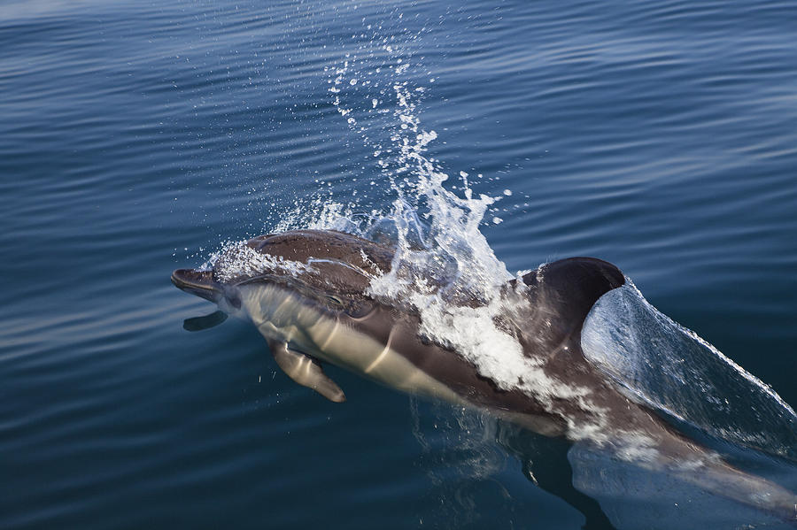 Common Dolphin Delphinus Delphis Photograph by Konrad Wothe