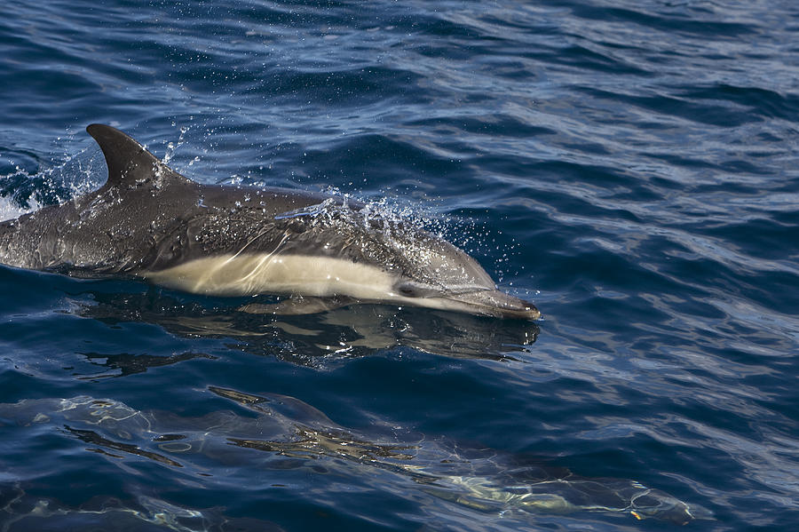 Common Dolphin Porpoising Baja Photograph by Suzi Eszterhas