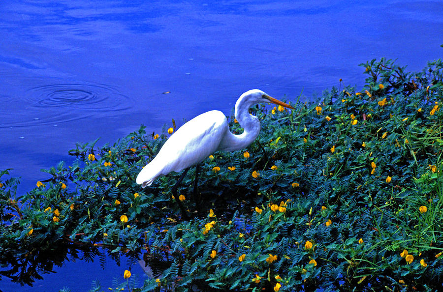 Egret Photograph - Common Egret 2 by Rich Walter