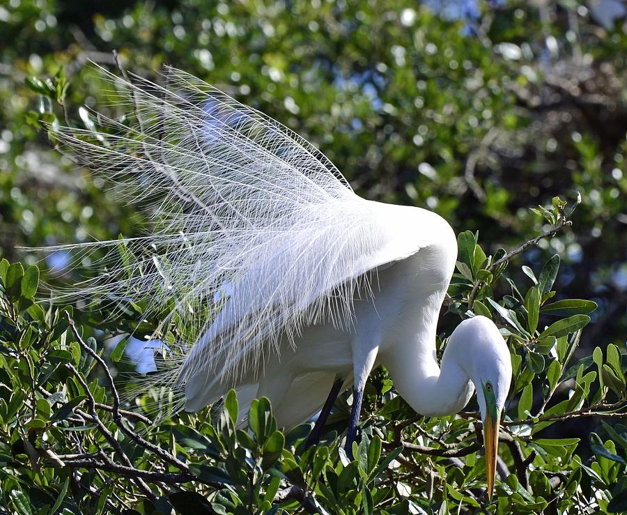 Common Egret Photograph by Bill Hosford