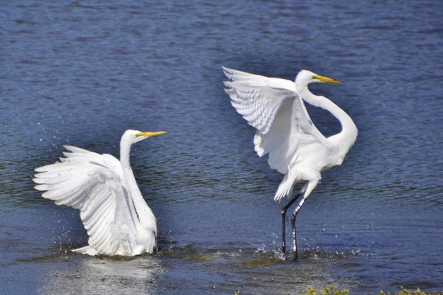 Common Egrets Photograph by Bill Hosford