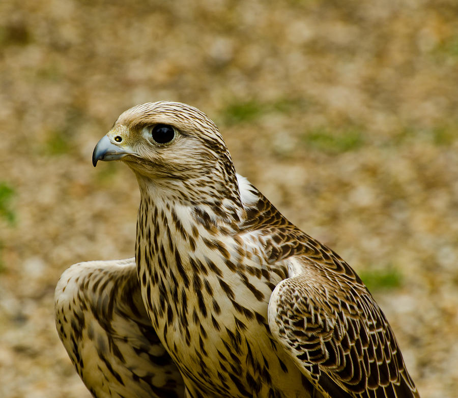 Common Female Kestrel Photograph by Chris Thaxter - Fine Art America