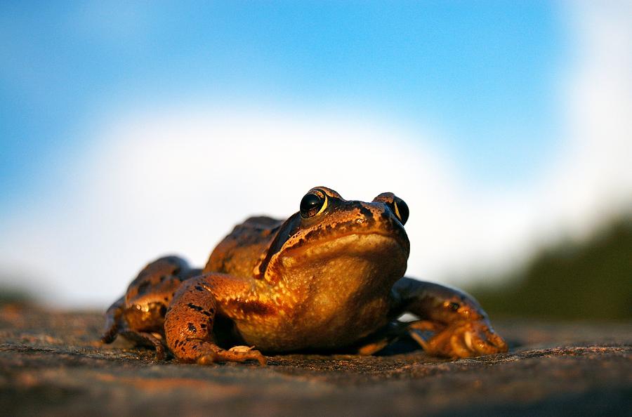 Common frog Photograph by Gavin Macrae