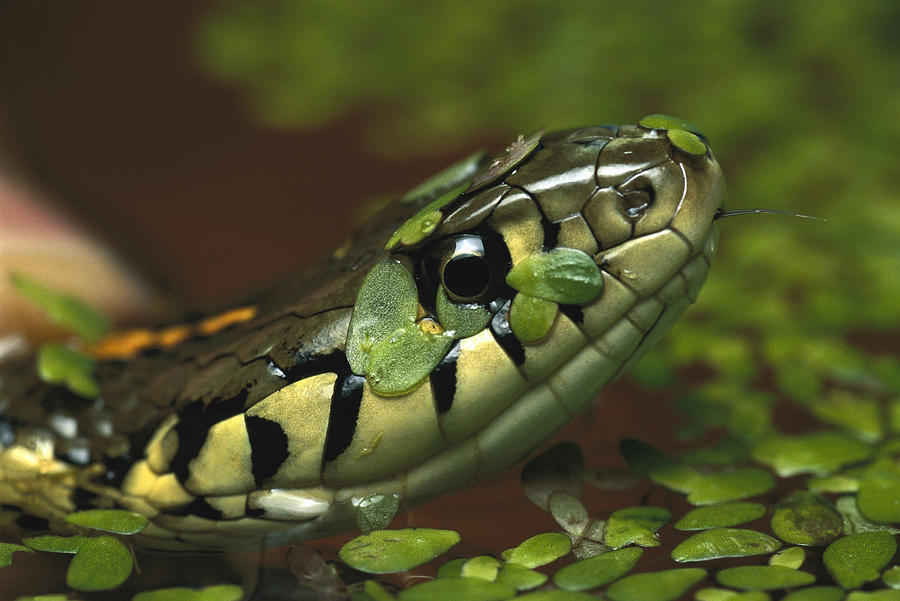 Common Garter Snake Thamnophis Sirtalis Photograph by Heidi & Hans-Juergen Koch