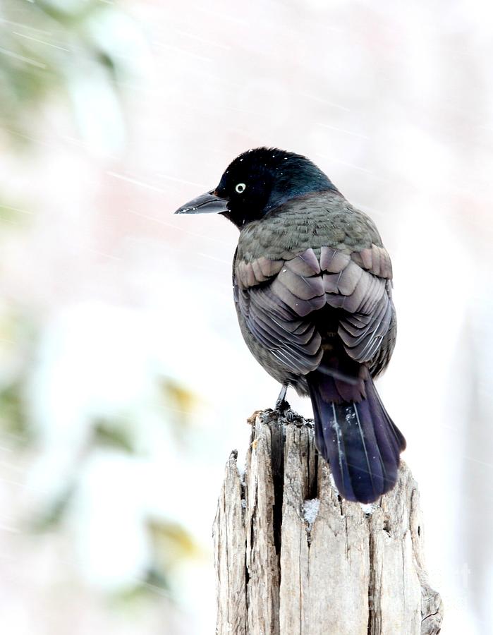 Common Grackle Photograph by Jack R Brock