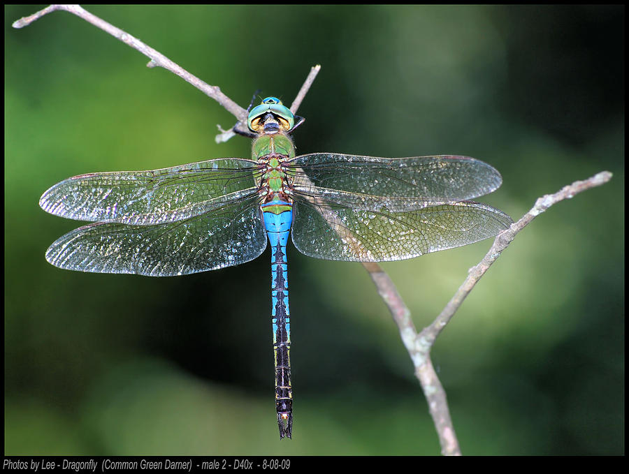 Common Green Darner Male 2 08-08-09 Photograph