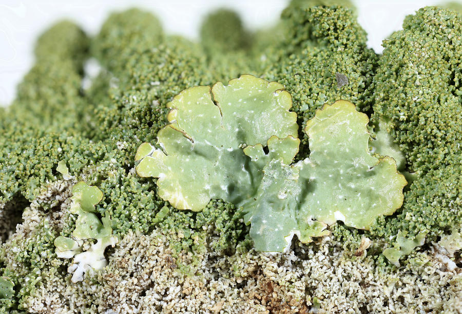 Common Greenshield Lichen Photograph by Ted Kinsman