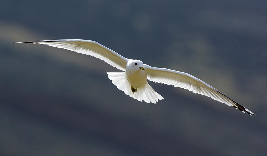 Common Gull Photograph by Duncan Shaw - Fine Art America