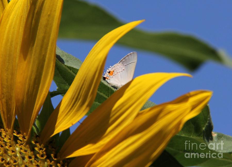 Common Hairstreak butterfly Photograph by Yumi Johnson
