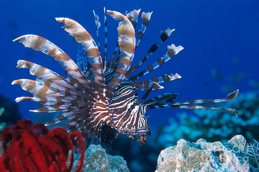 Common Lionfish Photograph by Franco Banfi and Photo Researchers - Fine ...