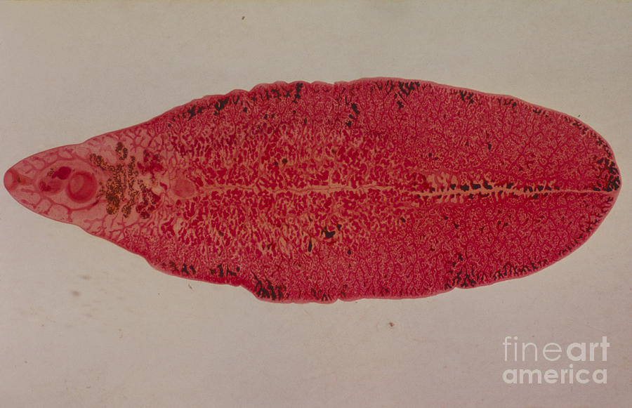 Common Liver Fluke, Lm Photograph by Eric V. Grave