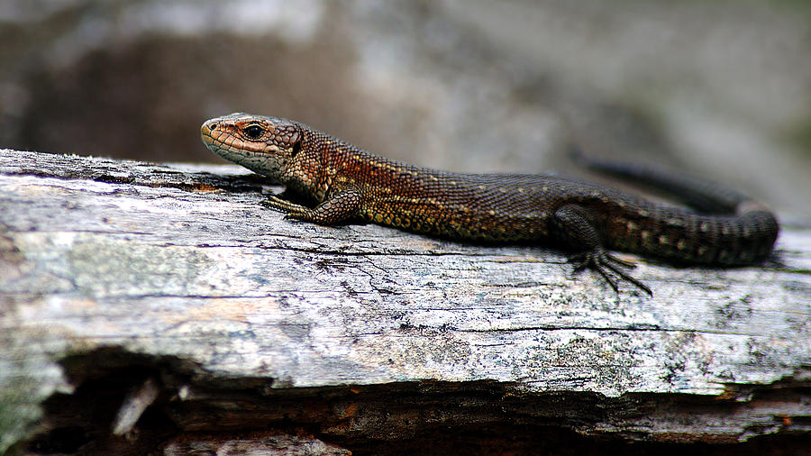 Common lizard Photograph by Gavin Macrae