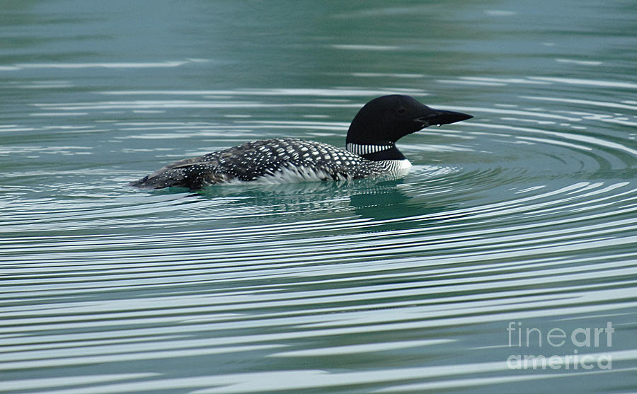 Loon Photograph - Common Loon by Bob Christopher
