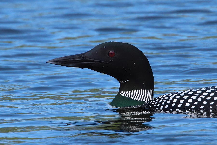 Loon Photograph - Common Loon by Bruce J Robinson