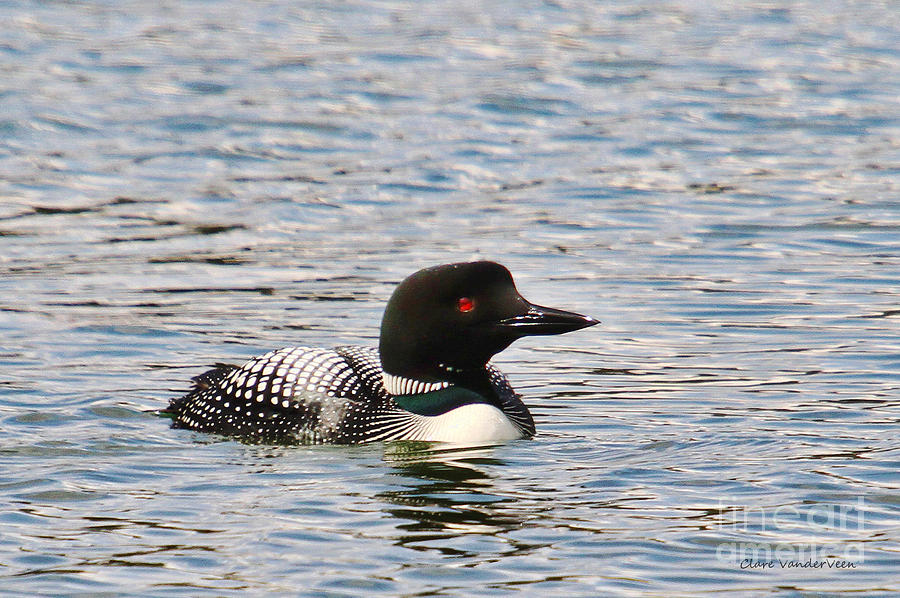Common Loon Photograph by Clare VanderVeen