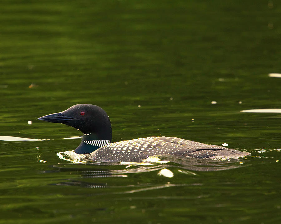 Loon Photograph - Common Loon by Stephanie McDowell