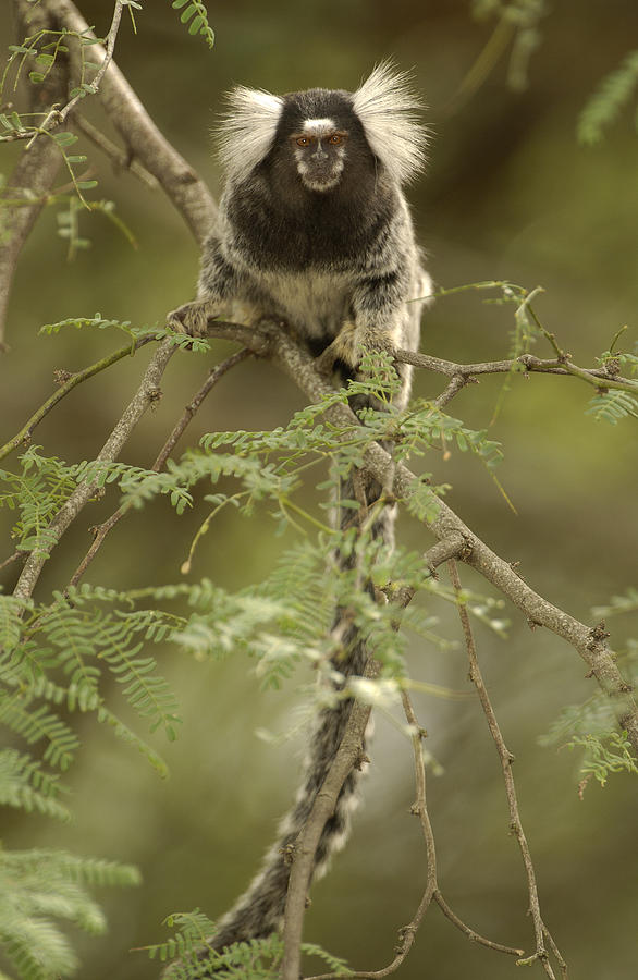 Common Marmoset Callithrix Jacchus Photograph by Pete Oxford