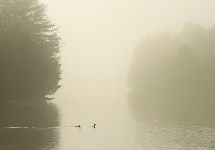 Common Mergansers in Morning Fog Photograph by John Burk
