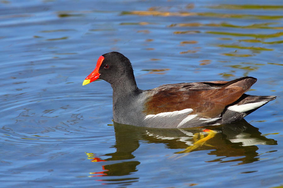 Common Moorhen Photograph by Bruce J Robinson