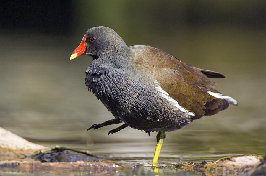 Common Moorhen Photograph by Duncan Shaw | Fine Art America