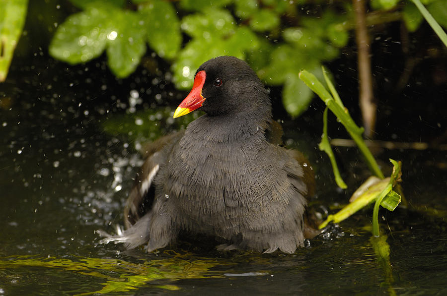 Common Moorhen Gallinula Chloropus Photograph by Pete Oxford