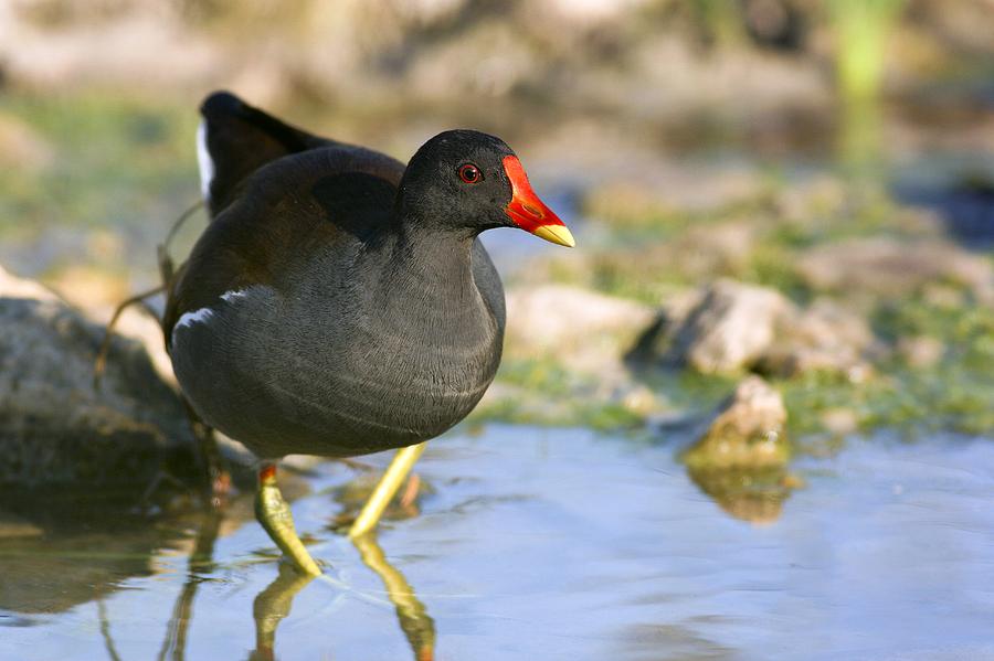 Common Moorhen Photograph by Photostock-israel - Fine Art America