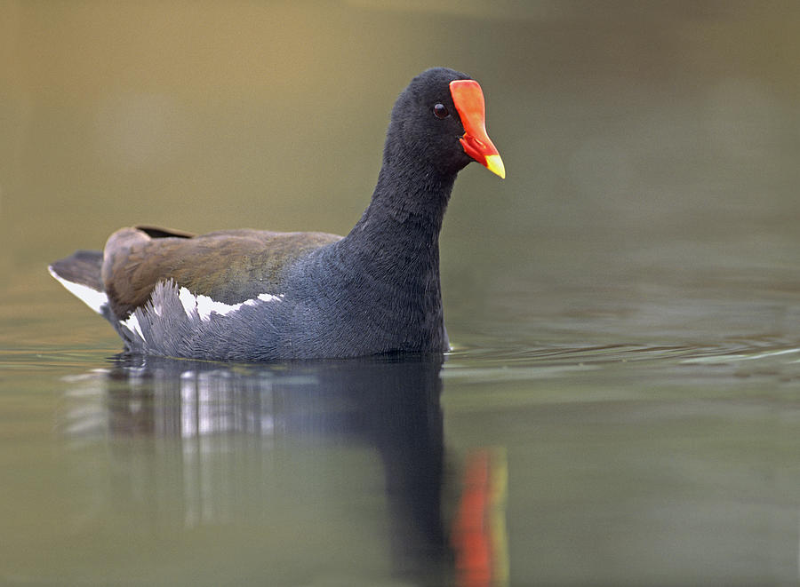 Common Moorhen Swimming North America Photograph by Tim Fitzharris