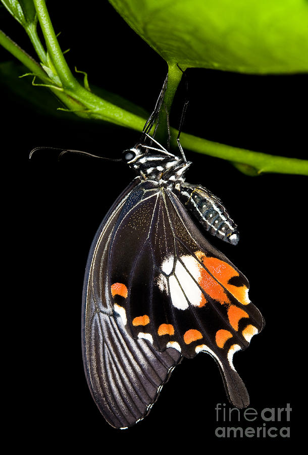 Common Mormon Butterfly Photograph by Terry Elniski