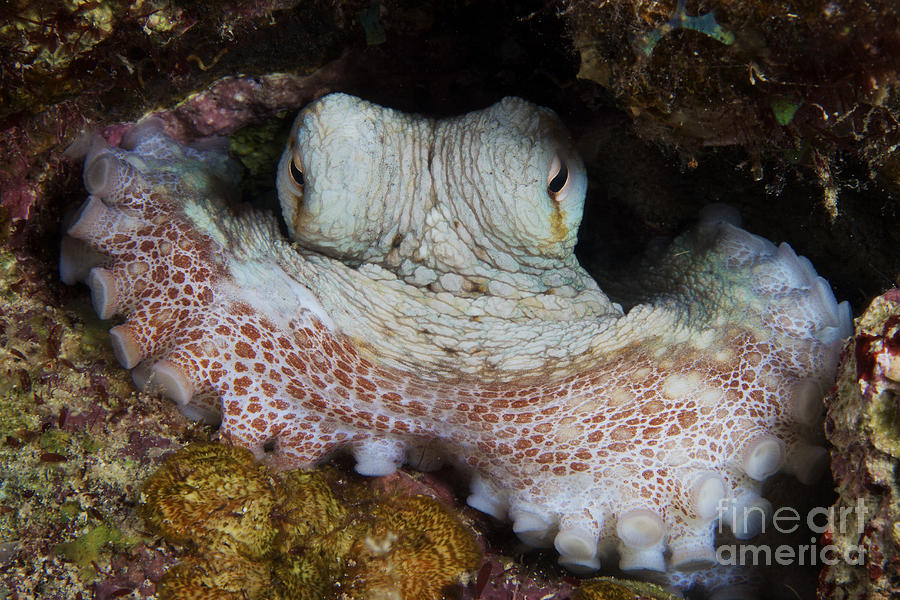 Common Octopus Guards Its Lair Photograph by Terry Moore