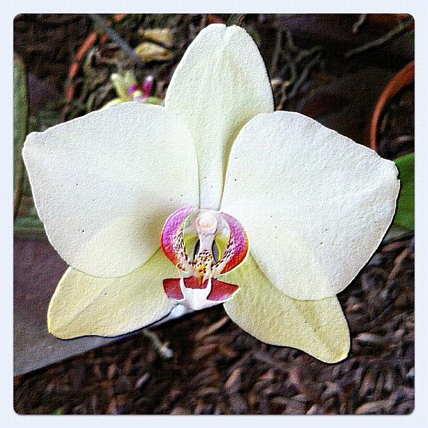 Nature Photograph - #common #orchid #florida #moms #garden by Amber Baby