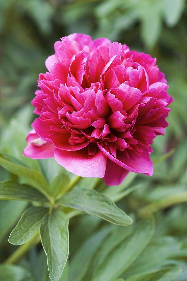 Common Peony (paeonia Officinalis) Photograph by Jon Stokes - Fine Art ...