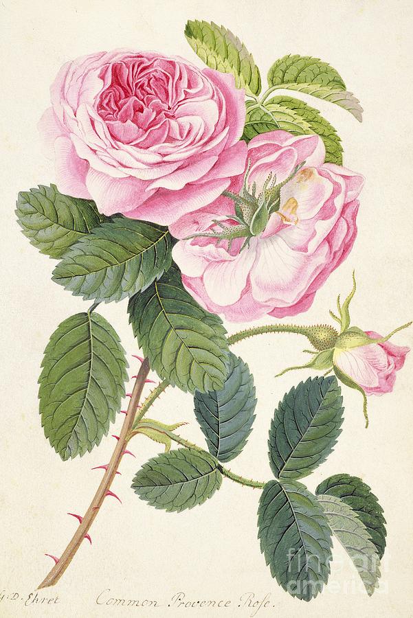Georg Dionysius Ehret Painting - Common Provence Rose by Georg Dionysius Ehret