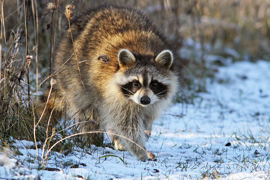 Common Raccoon Photograph by Mircea Costina Photography