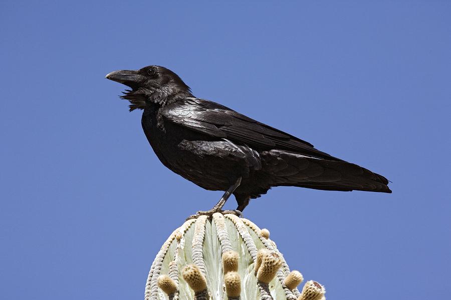 Wildlife Photograph - Common Raven by Bob Gibbons