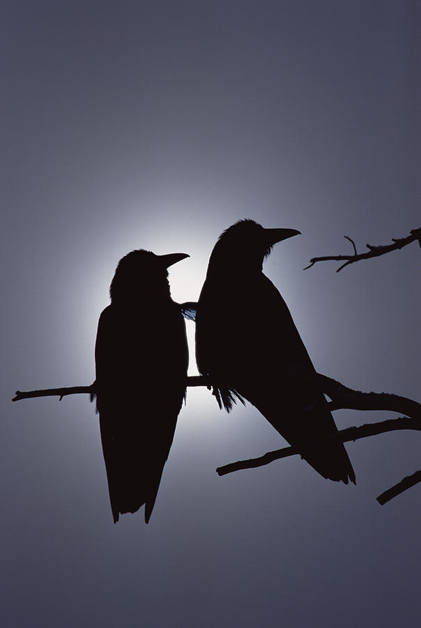 Bird Photograph - Common Raven Corvus Corax Pair Perching by Michael Quinton