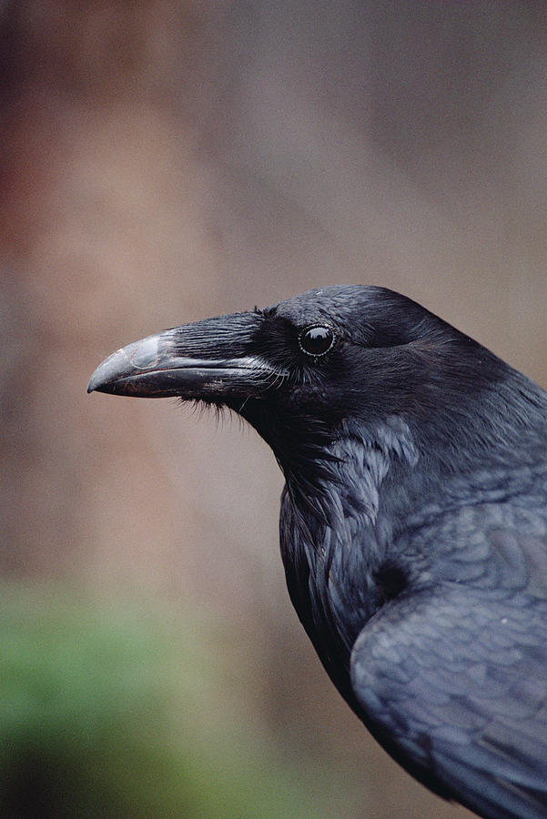 Common Raven Corvus Corax Portrait Photograph by Michael Quinton