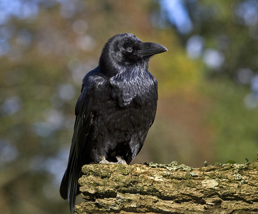 Wildlife Photograph - Common Raven by Linda Wright
