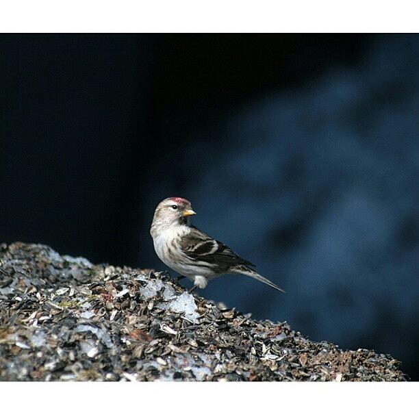 Winter Photograph - Common Redpoll #iphonesia #instagood by Robin Hedberg