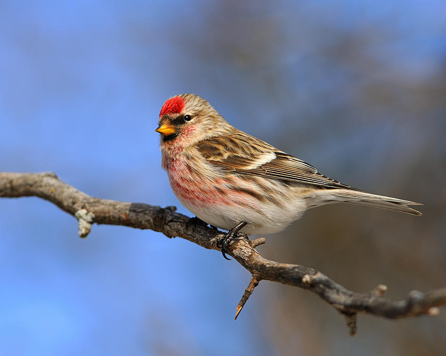 Common Redpoll Photograph by Tony Beck - Fine Art America