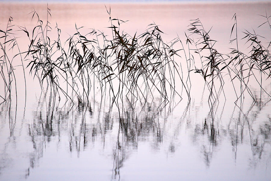Common reeds Photograph by Jouko Lehto