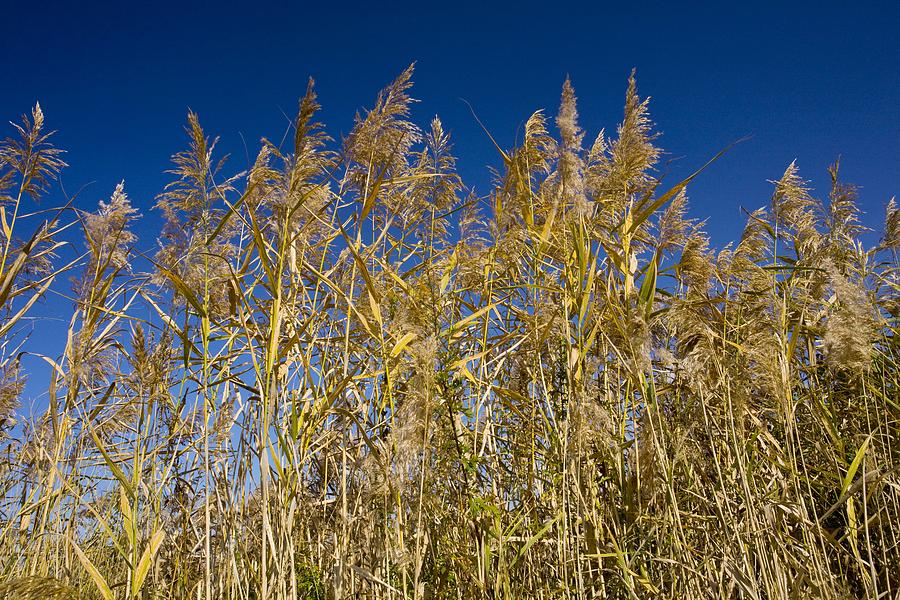 Common Reeds (phragmites Australis) Photograph by Bob Gibbons - Fine ...