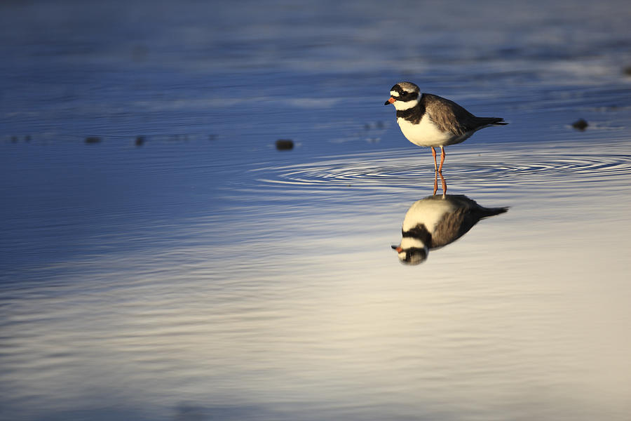 Common Ringed Plover Reflection Photograph by Cyril Ruoso