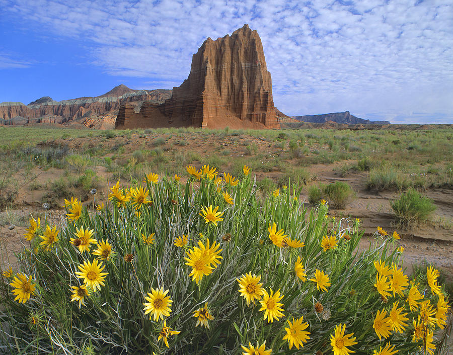 Common Sunflower Cluster And Temple Photograph by Tim Fitzharris - Fine ...