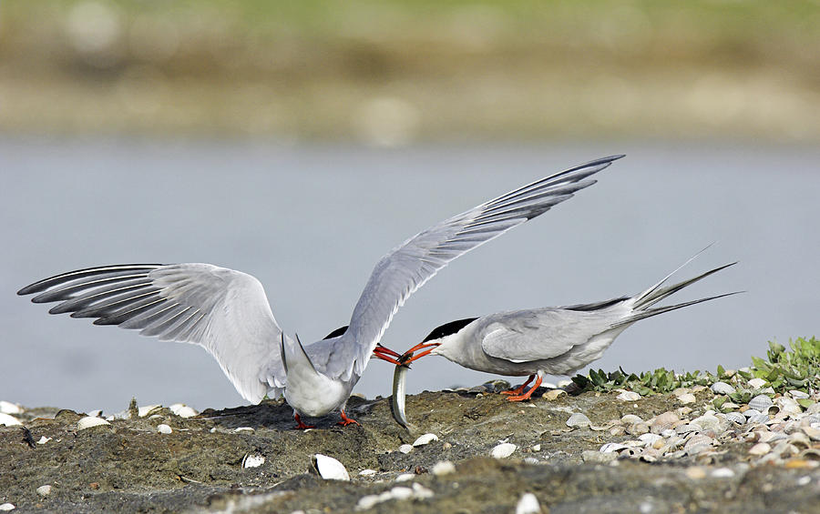 Fish Photograph - Common Terns by Duncan Shaw