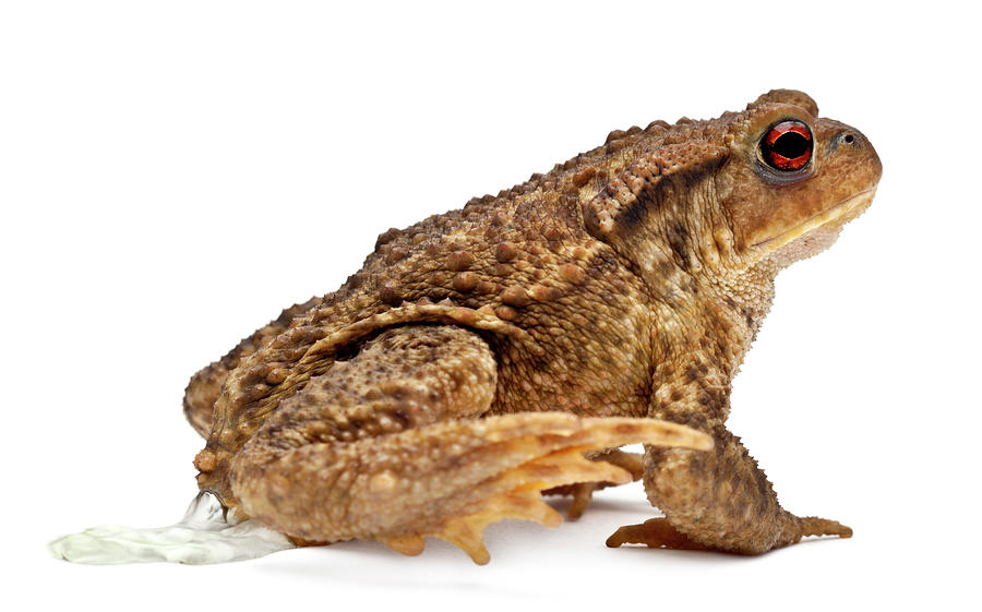 Common Toad - Bufo Bufo Photograph by Life On White